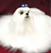 你不快樂嗎？那是因?yàn)槟銢]有養(yǎng)狗！