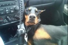 開車載狗雖拉風，背后的安全隱患你又知多少？