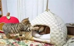 年年被搶窩，次次都慫成狗！可啥時候是個頭啊