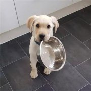 到了飯點(diǎn)不喂狗，你可知道后果的嚴(yán)重性？