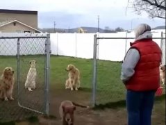 狗子鬧脾氣，就跟小媳婦一毛一樣！