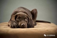 超過(guò)半數(shù)的狗狗都害怕去寵物店？原因竟是...