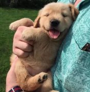 把狗當孩子養，你認同嗎？ 華興寵物食品