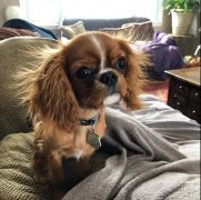 狗狗冬季毛發打結，如何正確洗澡！