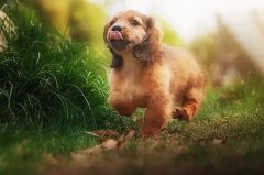 帶狗出門的五大注意事項，做個合格的養犬人