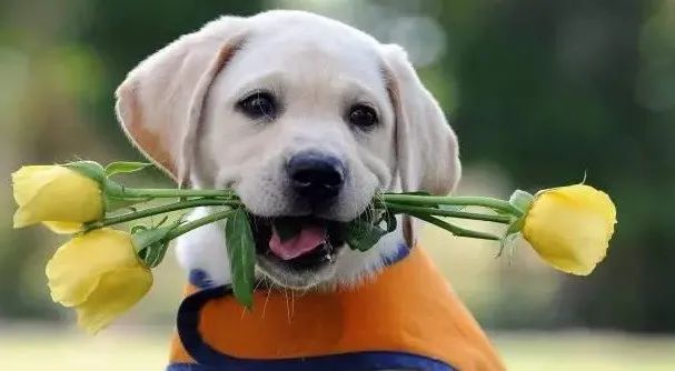 感動(dòng)！原來狗狗這些表現(xiàn)，都是愛的證明