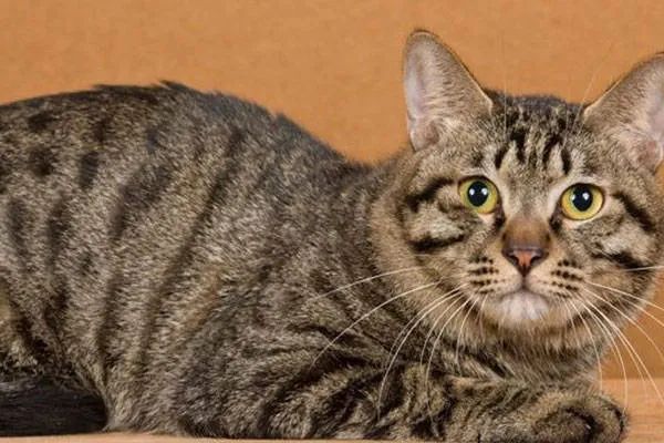 今天我們來盤點(diǎn)一下五種熱門的寵物貓，來看看你家的貓咪上榜了嗎？
